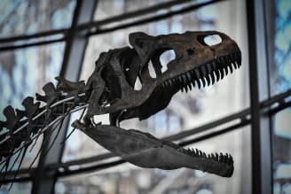  Скелет динозавра