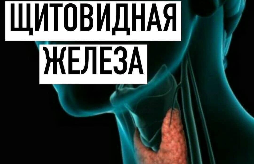 щитовидка