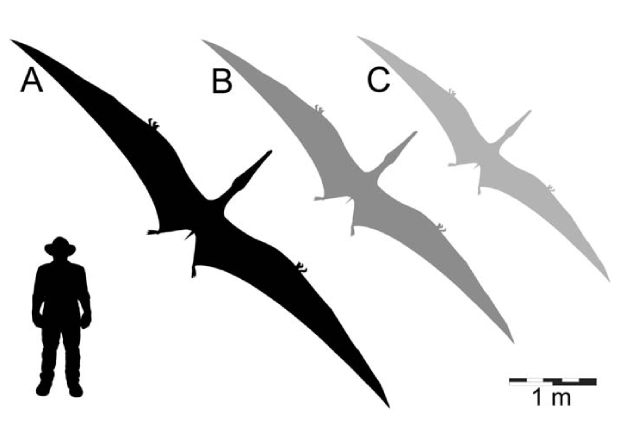 Сравнение размеров австралийских птерозавров