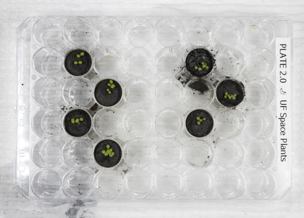 Резуховидки Таля (Arabidopsis thaliana). Четыре экземпляра слева растут в имитации лунного грунта, а три экземпляра справа — в настоящем лунном грунте