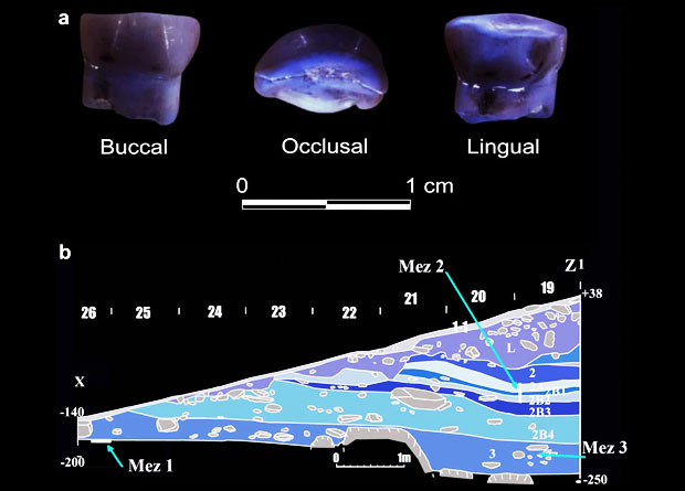 A – молочный резец Мезмайская-3; B – стратиграфическое положение антропологических находок в Мезмайской пещере